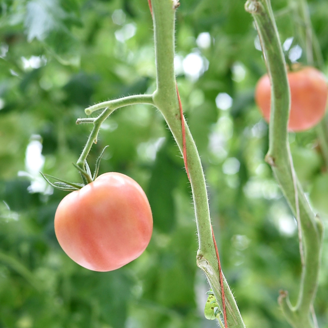 トマトハウスのコナジラミ防除　スマートアグリカルチャー磐田様のトランスフォームフロアブル使用例